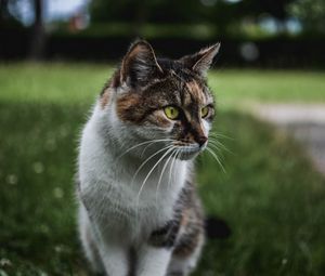 Preview wallpaper cat, muzzle, sitting, observant