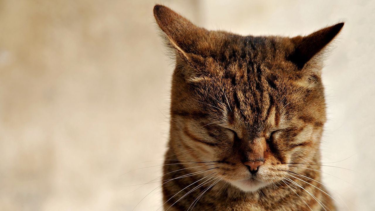 Wallpaper cat, muzzle, sleep, tabby, ears
