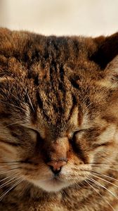 Preview wallpaper cat, muzzle, sleep, tabby, ears
