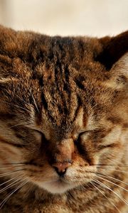 Preview wallpaper cat, muzzle, sleep, tabby, ears