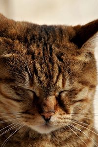 Preview wallpaper cat, muzzle, sleep, tabby, ears