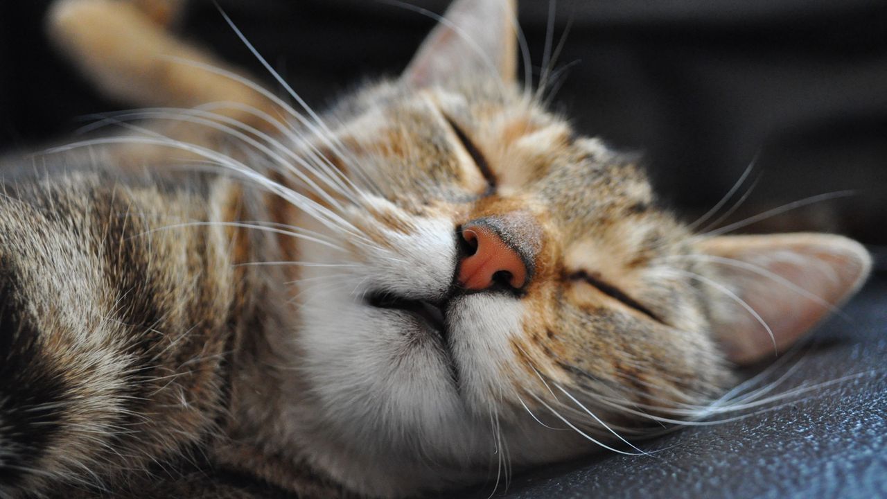 Wallpaper cat, muzzle, sleep, spotted