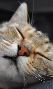 Preview wallpaper cat, muzzle, sleep, spotted