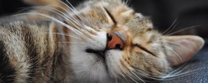 Preview wallpaper cat, muzzle, sleep, spotted