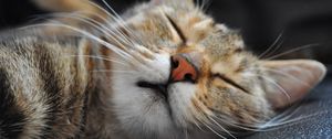 Preview wallpaper cat, muzzle, sleep, spotted