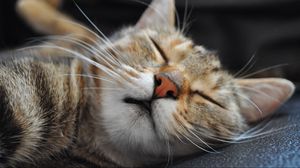 Preview wallpaper cat, muzzle, sleep, spotted