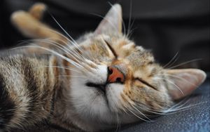 Preview wallpaper cat, muzzle, sleep, spotted