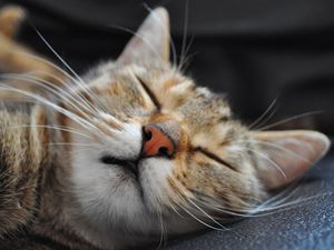 Preview wallpaper cat, muzzle, sleep, spotted