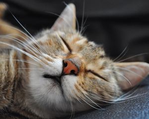 Preview wallpaper cat, muzzle, sleep, spotted