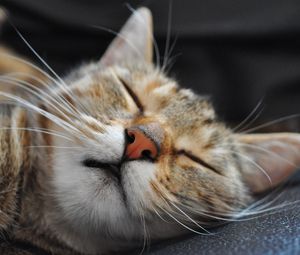 Preview wallpaper cat, muzzle, sleep, spotted