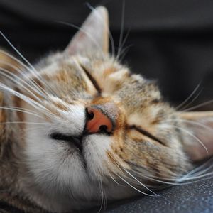 Preview wallpaper cat, muzzle, sleep, spotted