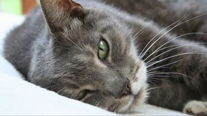 Preview wallpaper cat, muzzle, sleep, lie, look, sleepy