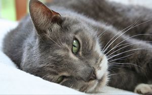 Preview wallpaper cat, muzzle, sleep, lie, look, sleepy