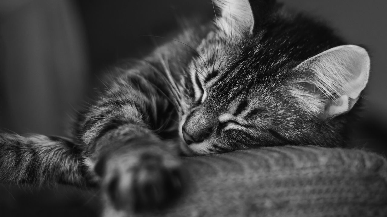 Wallpaper cat, muzzle, sleep, pillow, striped, black and white