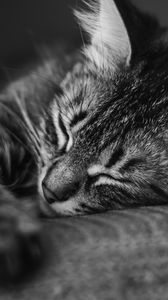 Preview wallpaper cat, muzzle, sleep, pillow, striped, black and white