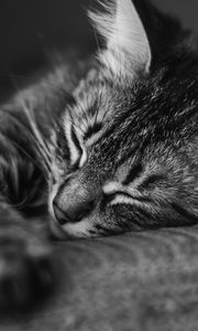 Preview wallpaper cat, muzzle, sleep, pillow, striped, black and white