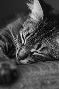 Preview wallpaper cat, muzzle, sleep, pillow, striped, black and white