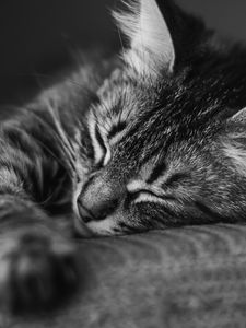 Preview wallpaper cat, muzzle, sleep, pillow, striped, black and white