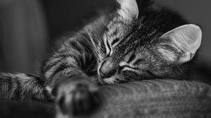 Preview wallpaper cat, muzzle, sleep, pillow, striped, black and white