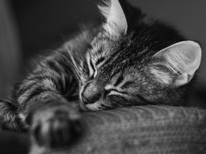 Preview wallpaper cat, muzzle, sleep, pillow, striped, black and white