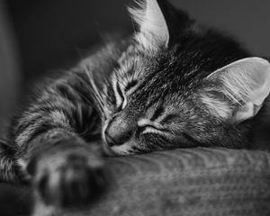 Preview wallpaper cat, muzzle, sleep, pillow, striped, black and white