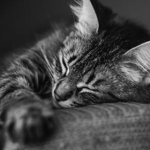 Preview wallpaper cat, muzzle, sleep, pillow, striped, black and white