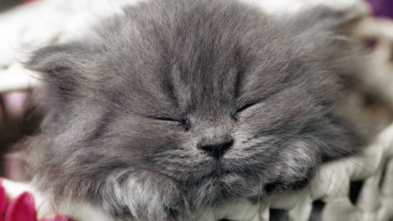 Wallpaper cat, muzzle, sleep