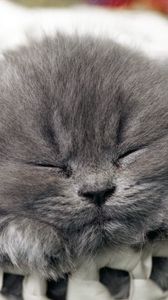 Preview wallpaper cat, muzzle, sleep