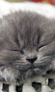 Preview wallpaper cat, muzzle, sleep