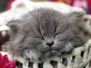 Preview wallpaper cat, muzzle, sleep