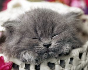 Preview wallpaper cat, muzzle, sleep