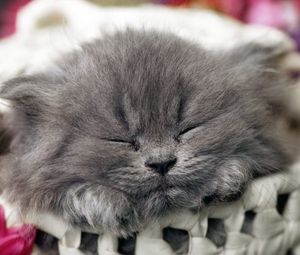 Preview wallpaper cat, muzzle, sleep