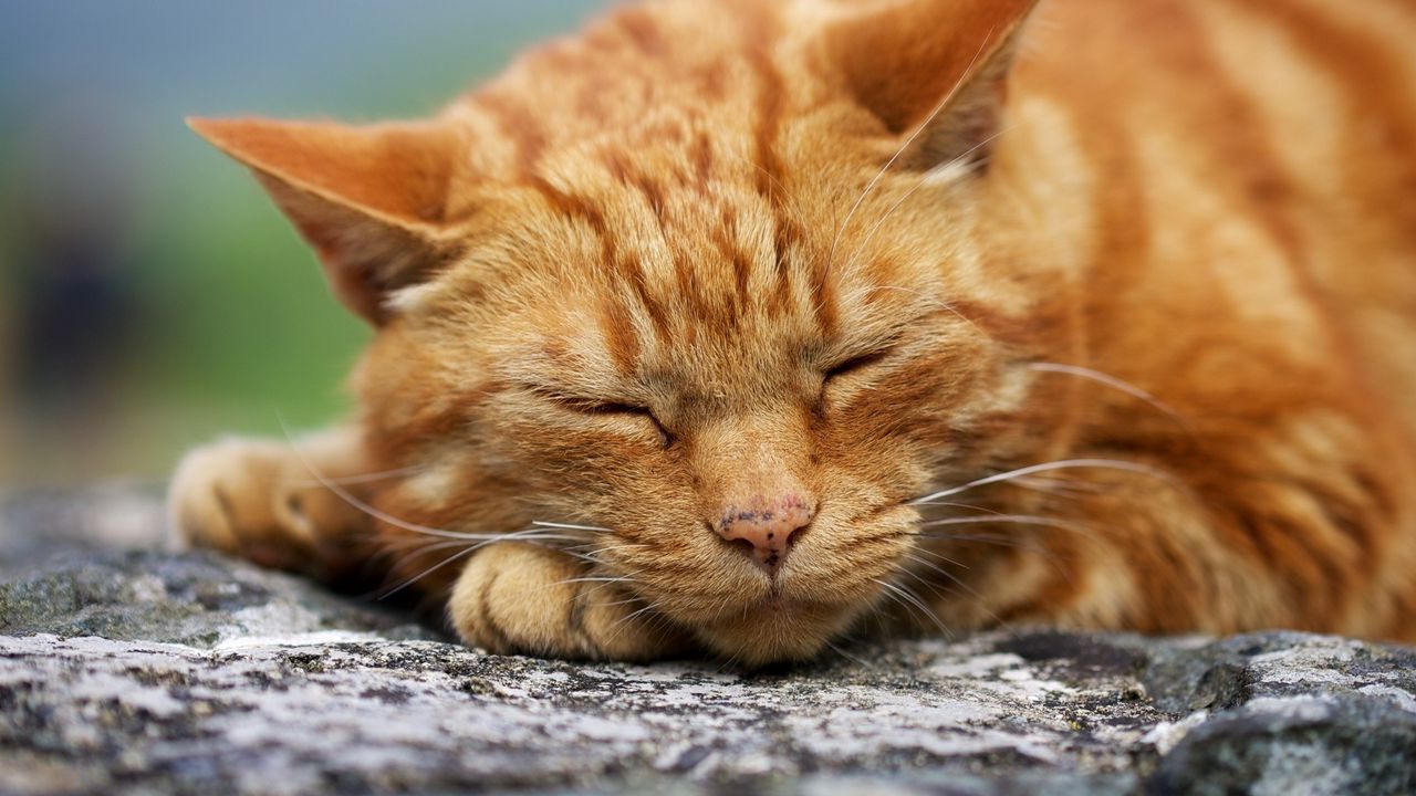 Wallpaper cat, muzzle, sleep, thick