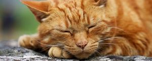 Preview wallpaper cat, muzzle, sleep, thick