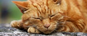 Preview wallpaper cat, muzzle, sleep, thick