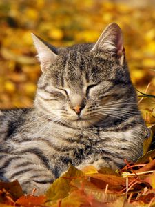 Preview wallpaper cat, muzzle, sleeping, nap, leaves, autumn