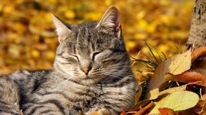 Preview wallpaper cat, muzzle, sleeping, nap, leaves, autumn