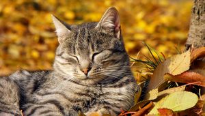 Preview wallpaper cat, muzzle, sleeping, nap, leaves, autumn