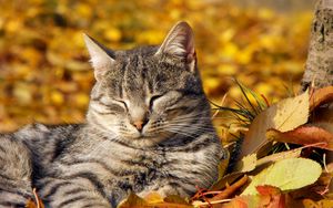 Preview wallpaper cat, muzzle, sleeping, nap, leaves, autumn