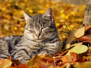 Preview wallpaper cat, muzzle, sleeping, nap, leaves, autumn