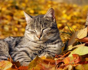 Preview wallpaper cat, muzzle, sleeping, nap, leaves, autumn