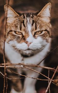 Preview wallpaper cat, muzzle, smile, cute, sight