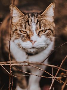 Preview wallpaper cat, muzzle, smile, cute, sight