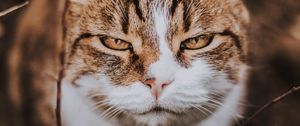Preview wallpaper cat, muzzle, smile, cute, sight