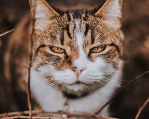 Preview wallpaper cat, muzzle, smile, cute, sight