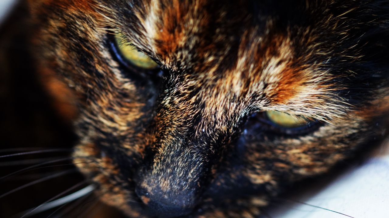 Wallpaper cat, muzzle, spotted, close-up
