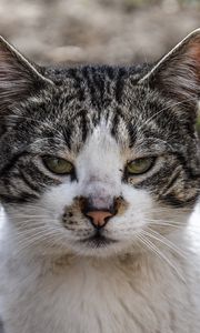 Preview wallpaper cat, muzzle, spotted