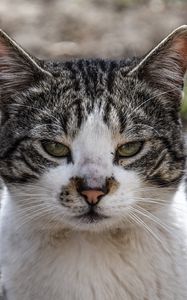 Preview wallpaper cat, muzzle, spotted