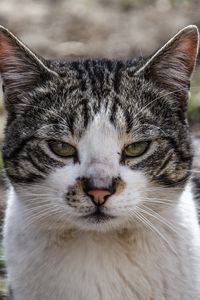 Preview wallpaper cat, muzzle, spotted
