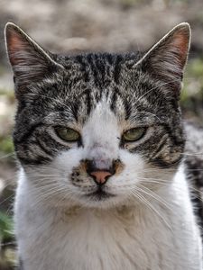 Preview wallpaper cat, muzzle, spotted